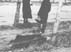 Innitzer33_16-5124